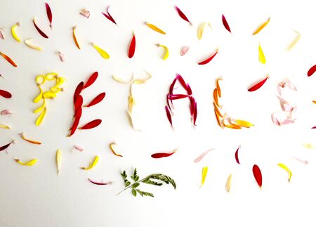 The word "petals" spelled with multicolored flower petals on a white background.の写真素材