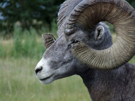 BIG Horn Sheep 