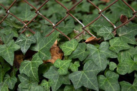 close up of green common English ivy at the base of a chain link fenceの写真素材