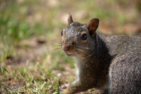 close up of squirrel foraging for picnic leftovers at the park,  Huntington State Park, Myrtle Beach, South Carolinaの写真素材