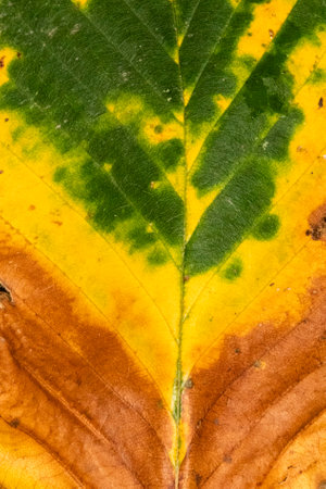 Close up photo  of a variegated autumn leaf. In green, yellow, and brown. Top-view.