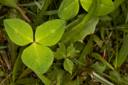Close up of a three leaf clover  in the grass. The three leaf clover was used. Y St. Patrick to represent the holy trinity of the father, the son, and the Holy Spirit. Background with copy space.の写真素材