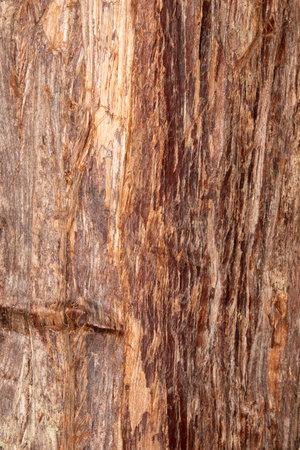 Close up texture of a tree trunk with no bark, background, backdrop, straight wood grain fibersの写真素材