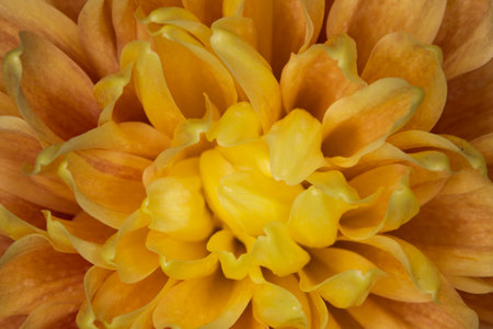 Full frame close up artsy, whimsical, soft, yellow dahlia flower petals with selective focus. Background texture.の写真素材