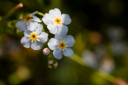 Close up of Pennsylvania wildflower forget-me-not.the flower symbolizes, loyalty, devotion, love, hope, and fidelity.の写真素材