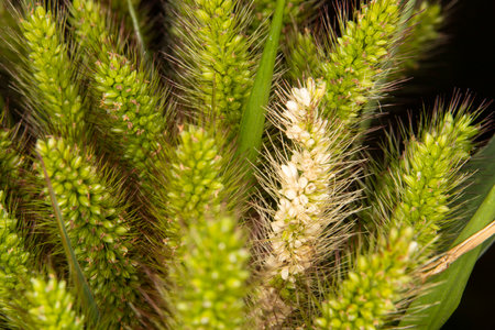 close up of foxtail grass seed head with yellow or purple bristles. This plant is self seeding and has a very bristly and spiny texture.の写真素材
