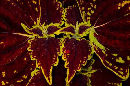 Close up of the Coleus Oxford Street ornamental garden plant. It mirrors itself as it grows giving it very symmetrical foliage and has an overall sense of balance and harmony.の写真素材