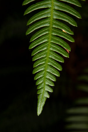 Bracken Fern, also known as pteridium aquilinum, or in common terms, brake fern or fiddlehead fern....
