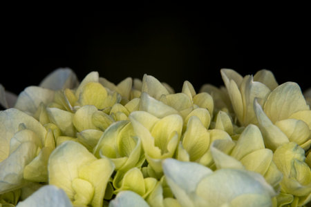 Close up of white and blue hydrangea cluster, also known as Mophead or hortensia, this purple blue...