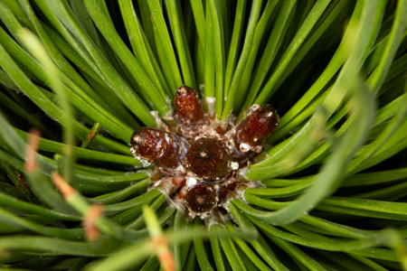 close up of pinus Mugo pine, symbolizing resilience, endurance, thrive, and strength