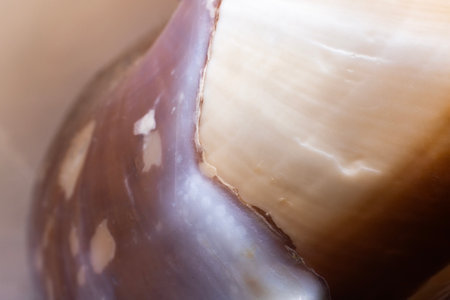 close up of a seashell texture background in white, tan, and brown, and purple abstractの写真素材