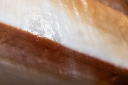 close up of a seashell texture background in white, tan, and brown abstract