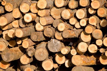 Pile of trunks 