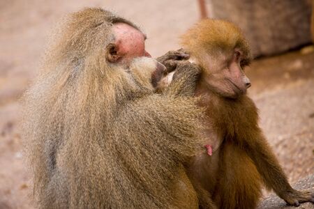 Monkeys cleaning each other in the zoo of Madridの写真素材