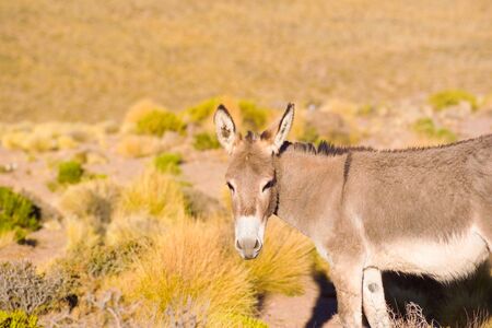 Wild donkey at the Altiplano, Atacama Desert, Chile, South Americaの写真素材