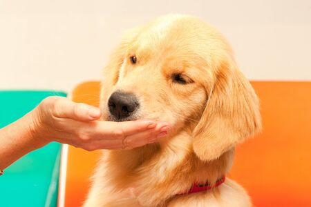 Golden Retriever eating from a hand