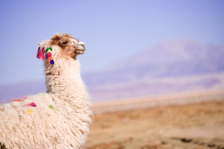 Alpacas in the ÒSalar de AtacamaÓ (Atacama Salt lake), Tambillo, Los Flamencos National Reserve, Atacama desert, Chile, South Americaの写真素材