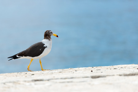 Wild seagull in Chileの写真素材