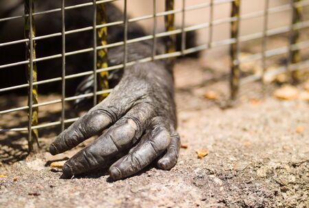 Hand of an imprisoned gorilla through the cageの写真素材