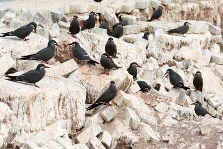 A group of birds known as Charran Inca, scientific name Larosterna Inca, typical from deserted coasts of Peru and Chile.  Image taken in Iquique, Chileの写真素材