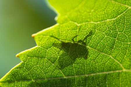 Shadow of and insect silhouetted in the leaf of a vineの写真素材