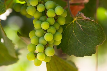 Close up detail of grapes at a vineyard at Colchagua valley, Chile