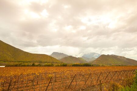 Grape crops, Elqui Valley, Coquimbo Region, Chileの写真素材