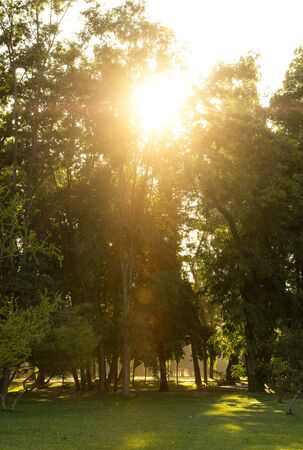 Sunlight between the trees in Padre Hurtado Park formerly known as Parque Intercomunal de la Reina at La reina district, Santiago de Chileの写真素材
