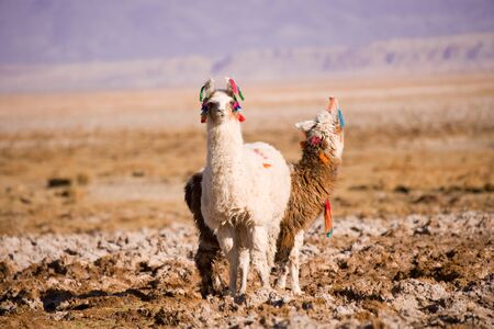 Alpacas in the Salar de Atacama (Atacama Salt lake), Tambillo, Los Flamencos National Reserve, Atacama desert, Chile, South Americaの写真素材