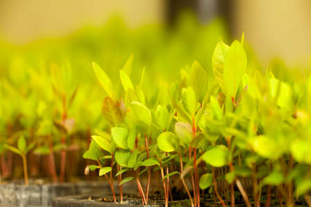 Selective focus on a close-up to a plant in a nursery tray.