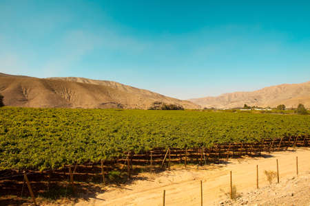 Vineyard crops in the middle of the desert in Tierra Amarilla, Chileの写真素材