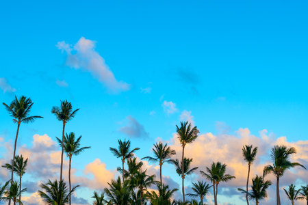 Palm trees agains a sky in a Caribbean beach