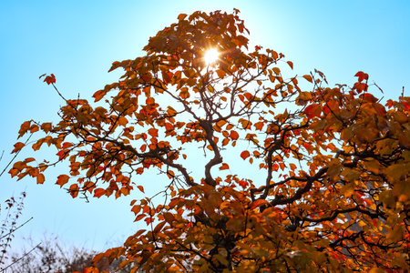 Sun behind a Bonsai tree at The Humble Administrator Garden in Suzhou, Jiangsu province, China, Asiaの写真素材