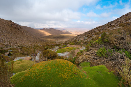 Yareta plant (Azorella compacta) , ancient typical plant that grows (moss) in the Andes of South America, here in the Altiplano of the Atacama Desert in Chile.の写真素材