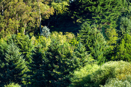 A variety of native plants and trees in southern Chileの写真素材