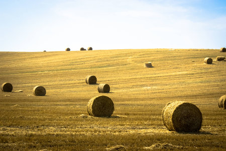Color picture of round bales of straw in the meadow