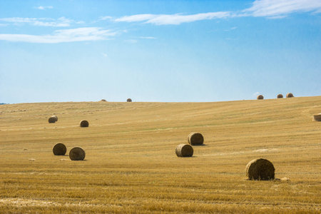 Color picture of round bales of straw in the meadowの写真素材