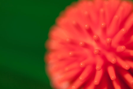 Color picture of a orange pink spiky ball on a green backgroundの写真素材