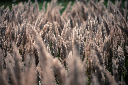 abstract softness beige Feather Grass color picture