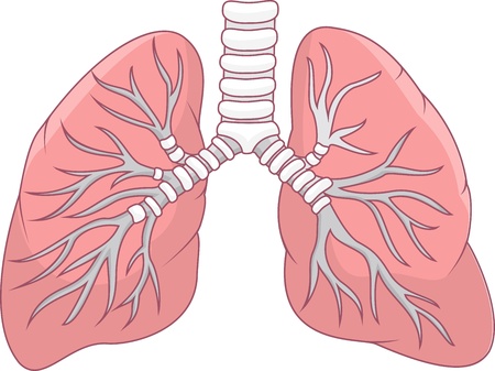 Illustration of human lungのイラスト素材