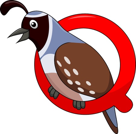 Alphabet Q with quail cartoonのイラスト素材