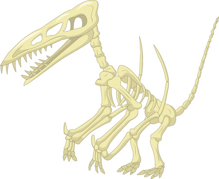 Pterodactyl skeletonのイラスト素材