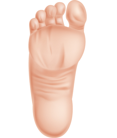 Vector illustration of Illustration of feet isolated on white backgroundのイラスト素材