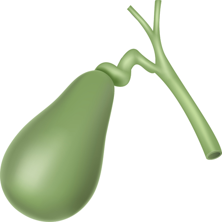 Vector illustration of Human gallbladder anatomyのイラスト素材