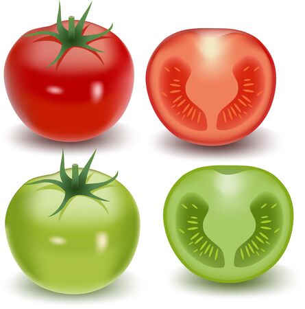 Vector illustration of Fresh tomato collection setのイラスト素材