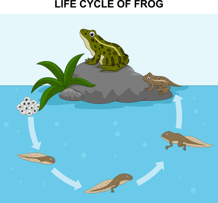 Illustration of frog life cycleのイラスト素材