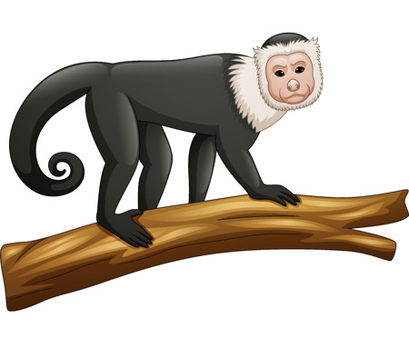 Vector illustration of Capuchin monkey isolated on whiteのイラスト素材