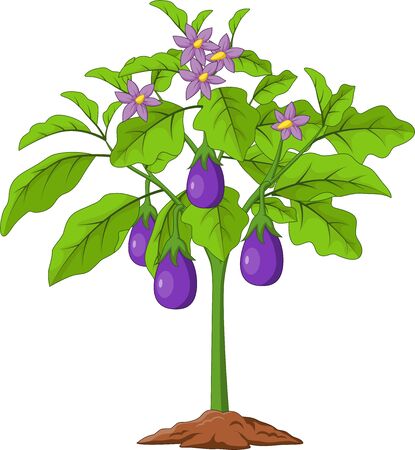 Vector illustration of Cartoon Eggplants isolated on white backgroundのイラスト素材
