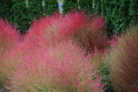 Pink color tree in Autumn in Japan