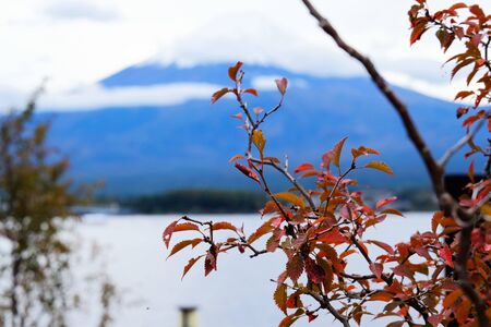 Red leaves in Autumn and mount Fuji far behindの写真素材
